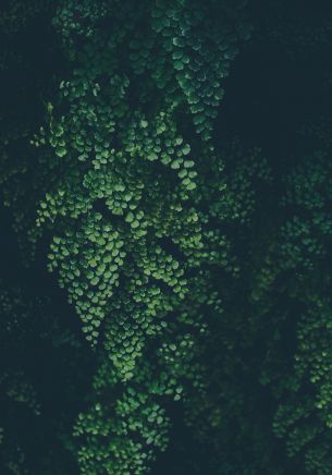 plant, leaves, green wallpaper Wallpaper 1668x2388