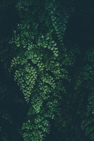 plant, leaves, green wallpaper Wallpaper 640x960