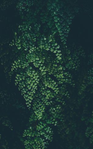 plant, leaves, green wallpaper Wallpaper 1752x2800