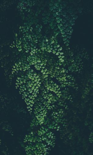 plant, leaves, green wallpaper Wallpaper 1200x2000