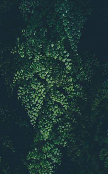 plant, leaves, green wallpaper Wallpaper 800x1280
