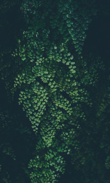 plant, leaves, green wallpaper Wallpaper 1200x2000