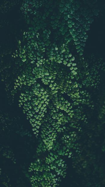plant, leaves, green wallpaper Wallpaper 640x1136