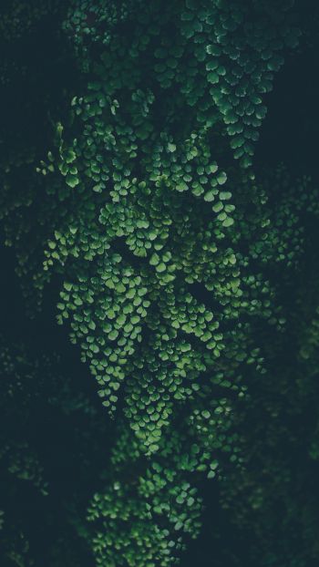 plant, leaves, green wallpaper Wallpaper 2160x3840