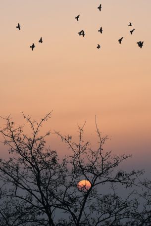 sunrise, sky Wallpaper 640x960