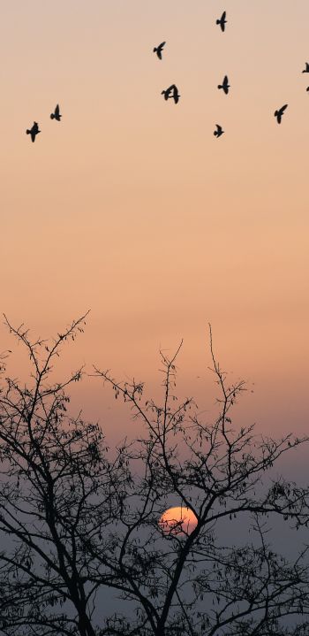 sunrise, sky Wallpaper 1080x2220