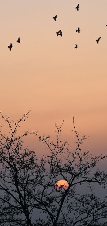 sunrise, sky Wallpaper 1080x2280