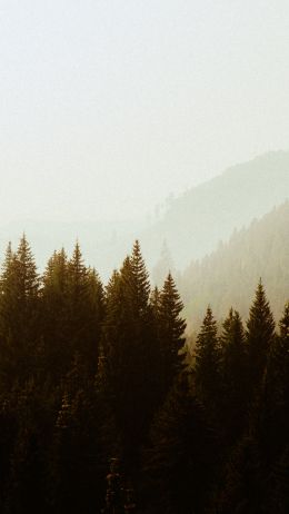 forest, highlands Wallpaper 750x1334