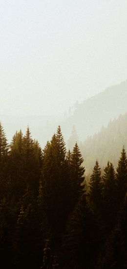 forest, highlands Wallpaper 1080x2280