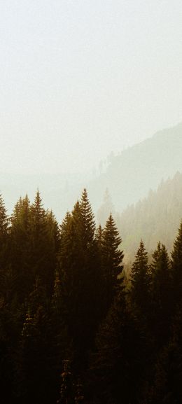 forest, highlands Wallpaper 1080x2400