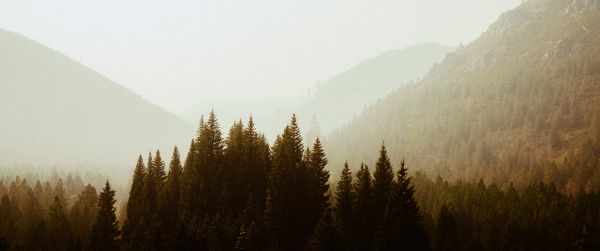 forest, highlands Wallpaper 3440x1440