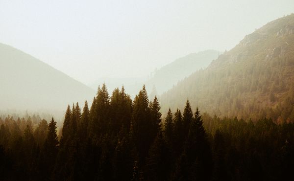 forest, highlands Wallpaper 7890x4875