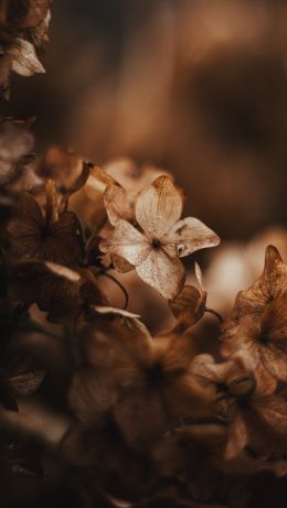 flower, plant Wallpaper 640x1136