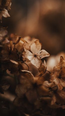 flower, plant Wallpaper 720x1280