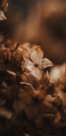 flower, plant Wallpaper 1080x2220