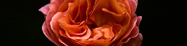 flower, petals Wallpaper 1590x400