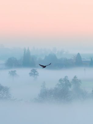fog, bird Wallpaper 1620x2160