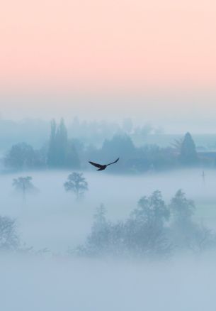 fog, bird Wallpaper 1640x2360