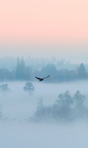 fog, bird Wallpaper 1200x2000