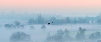 fog, bird Wallpaper 2560x1080