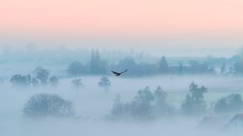 Обои 1600x900 туман, птица