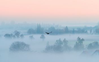 fog, bird Wallpaper 2560x1600