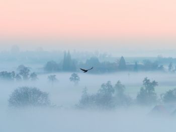 fog, bird Wallpaper 1024x768