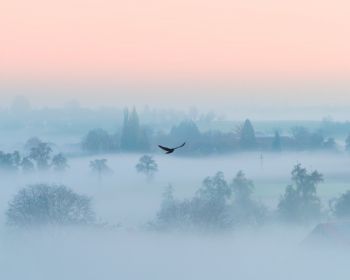 fog, bird Wallpaper 1280x1024