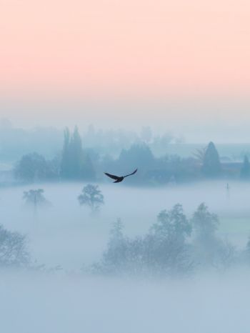 fog, bird Wallpaper 2048x2732
