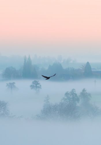 fog, bird Wallpaper 1668x2388