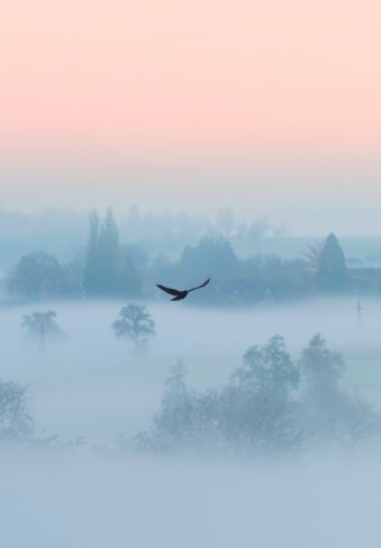 fog, bird Wallpaper 1640x2360