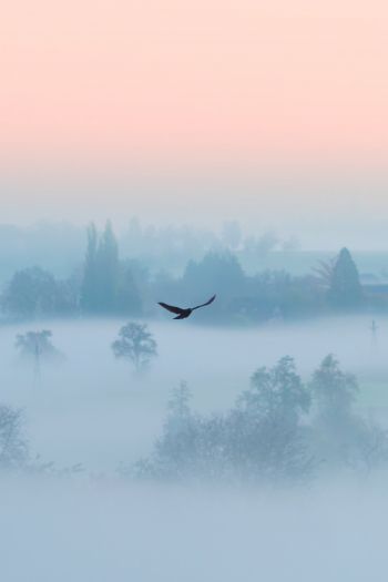 fog, bird Wallpaper 640x960