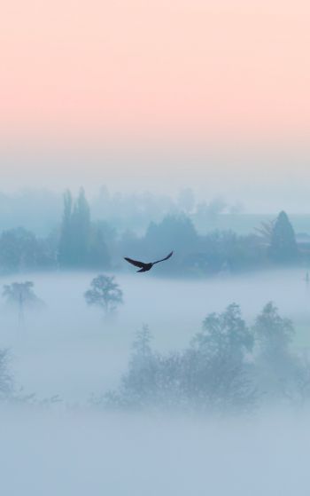 fog, bird Wallpaper 1752x2800