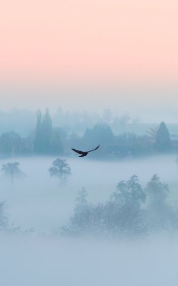fog, bird Wallpaper 1200x1920