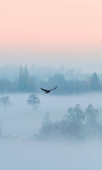 fog, bird Wallpaper 1200x2000
