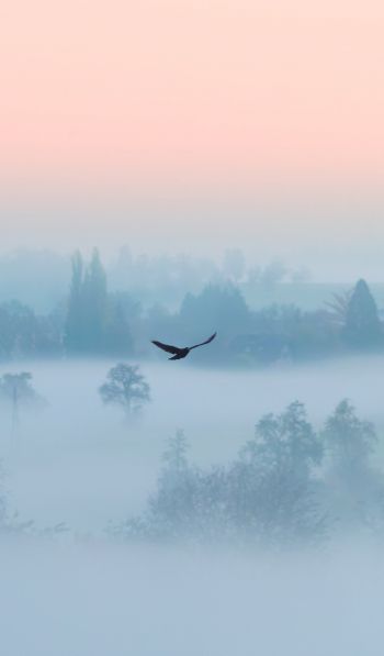 fog, bird Wallpaper 600x1024