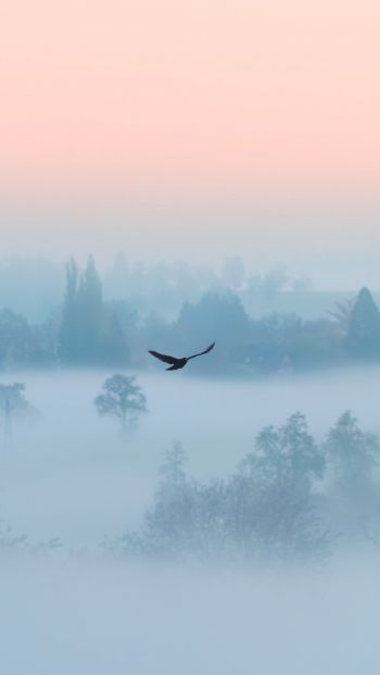 fog, bird Wallpaper 640x1136