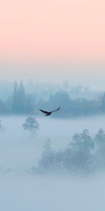 fog, bird Wallpaper 720x1440