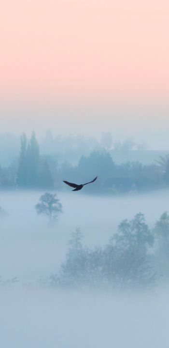 Обои 1080x2220 туман, птица