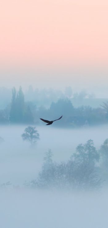 fog, bird Wallpaper 1080x2280