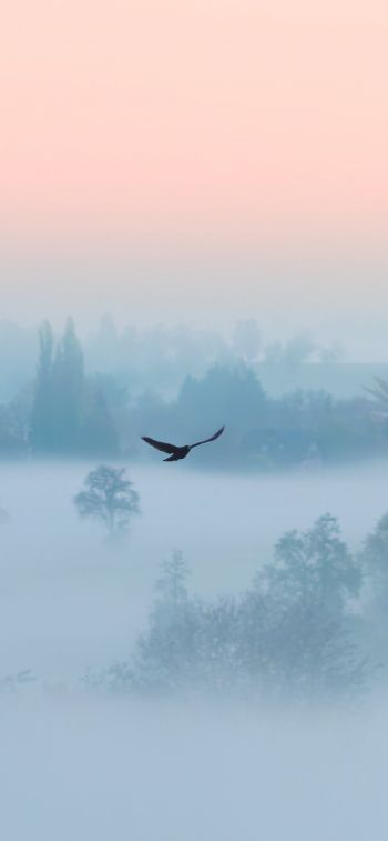 Обои 828x1792 туман, птица