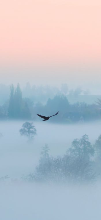 fog, bird Wallpaper 1080x2340
