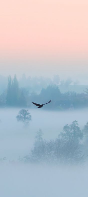 fog, bird Wallpaper 1080x2400