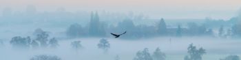 fog, bird Wallpaper 1590x400