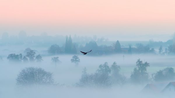 fog, bird Wallpaper 2560x1440