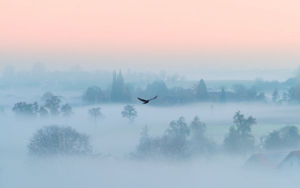 fog, bird Wallpaper 1920x1200