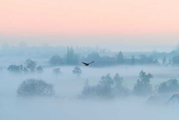 fog, bird Wallpaper 5183x3472