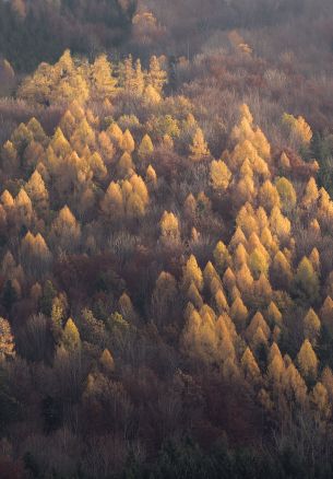 autumn forest, nature Wallpaper 1640x2360