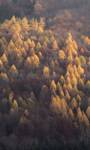 autumn forest, nature Wallpaper 1200x2000