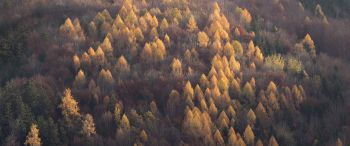autumn forest, nature Wallpaper 3440x1440
